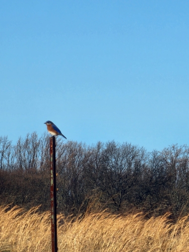 Eastern Bluebird