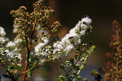 Spiraea alba alba