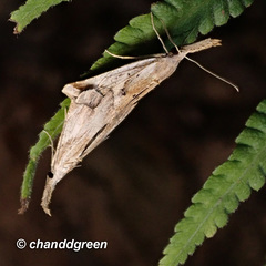 Hypena labatalis