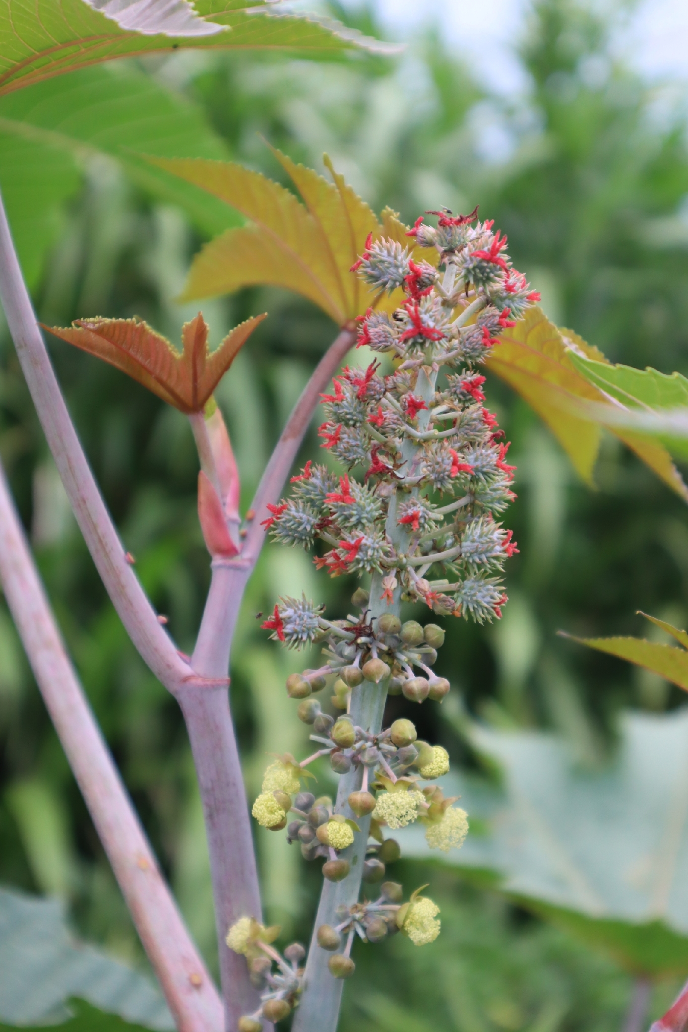 Ricinus communis