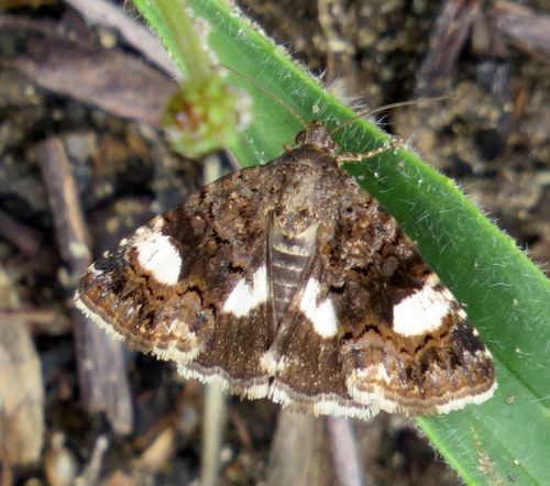 Tyta luctuosa