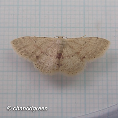Idaea ptyonopoda