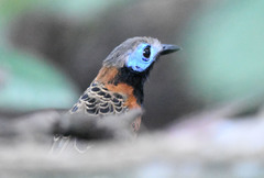 Phaenostictus mcleannani