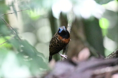 Phaenostictus mcleannani