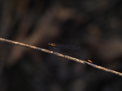 Nososticta impercepta