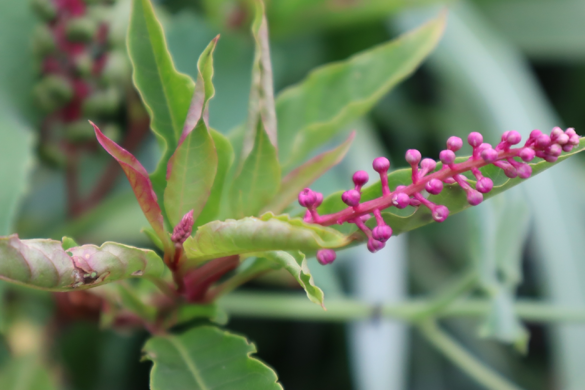 Phytolacca americana