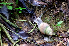 Megalobulimus oblongus