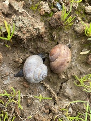 Xerarionta intercisa