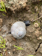 Xerarionta intercisa