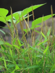 Pogonatherum crinitum