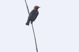 Black-throated Malimbe