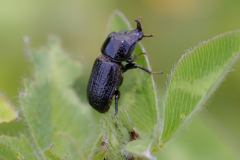 Sinodendron cylindricum