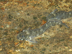 Spotted Rockskipper photo 2