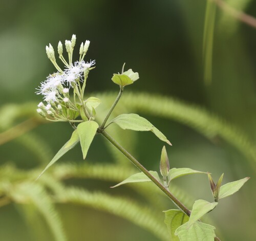 Siam weed