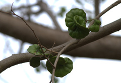 Enterolobium schomburgkii