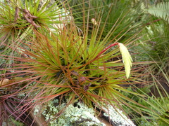 Tillandsia tricolor