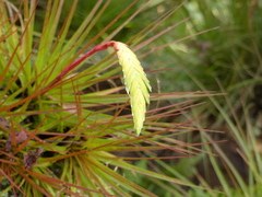 Tillandsia tricolor
