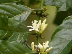 Coffea canephora