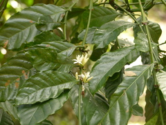 Coffea canephora