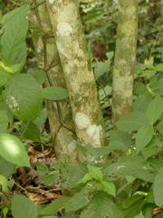 Coffea canephora