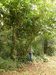 Coffea canephora