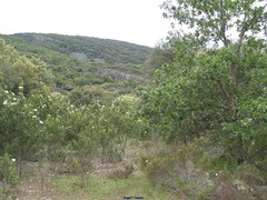Cistus salviifolius