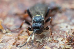 Ichneumon inquinatus