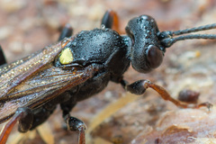 Ichneumon inquinatus