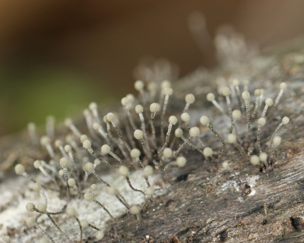Acrostroma annellosynnema