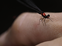 Nososticta impercepta