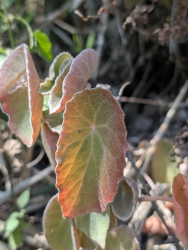 Begonia peltata, photograph 4