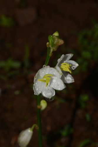 Chlorophytum tuberosum · iNaturalist