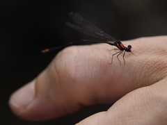 Nososticta impercepta
