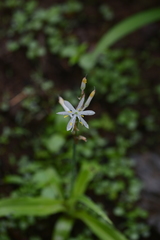 Chlorophytum borivilianum