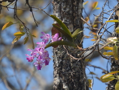 Aerides