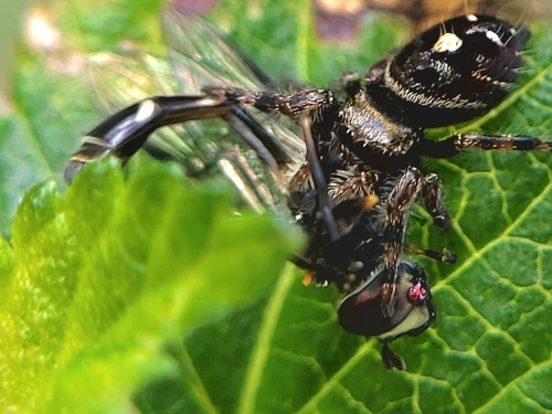 Unknown species found near Houston, TX 77070, USA