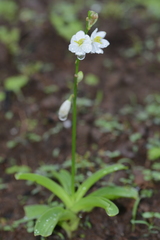 Chlorophytum tuberosum