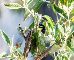 Machlolophus xanthogenys