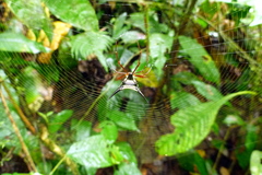 Micrathena schreibersi