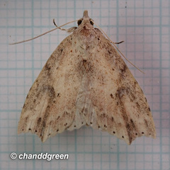 Olulis puncticinctalis