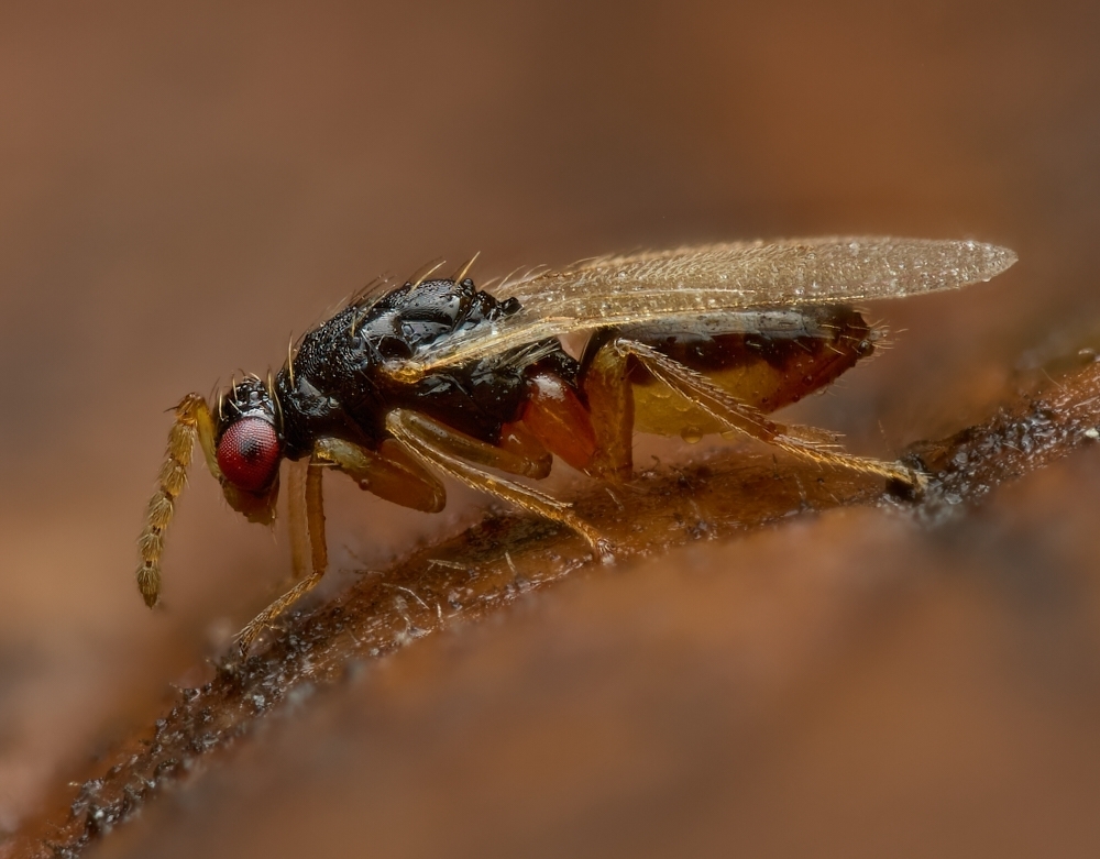 Euplectrus