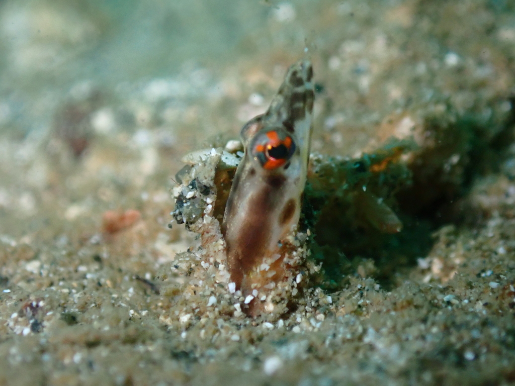 Celeste's Pikeblenny