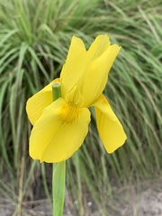 Moraea spathulata