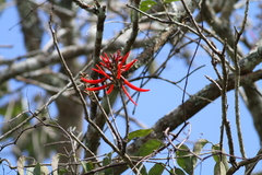 Erythrina chiapasana