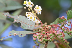 Saurauia madrensis