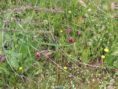 Trifolium stellatum