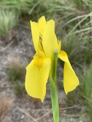 Moraea spathulata
