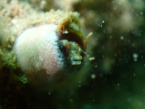 Pirate blenny (Emblemaria piratica) — Chaenopsidae — 4