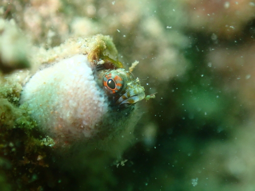 Pirate blenny (Emblemaria piratica) — Chaenopsidae — 5