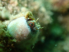 Sailfin Signal Blenny photo 5